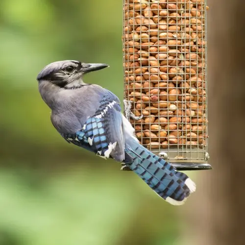 a blue jay perched on a galvanized bird seed container filled with nuts in a natural outdoor setting