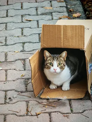 a brown tabby cat with white face and chest peeking out from a cardboard hiding box on a brick-patterned outdoor path with scattered autumn leaves