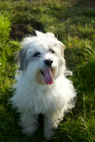 a coton de tulear smiling with its tongue out, sitting on a sunlit grassy field with yellow flowers in the background