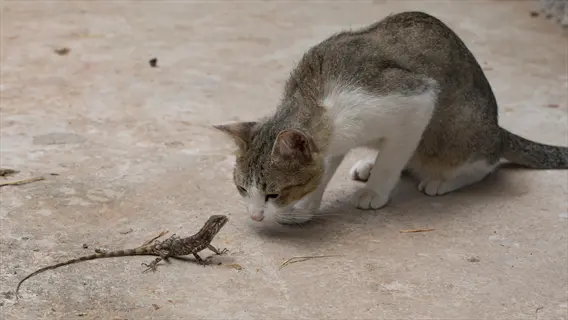a curious cat playing with a lizard on concrete ground, leaning in to investigate the small reptile in an outdoor setting