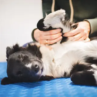 a dog lying on a blue textured dog acupressure mat while a person gently holds its paw