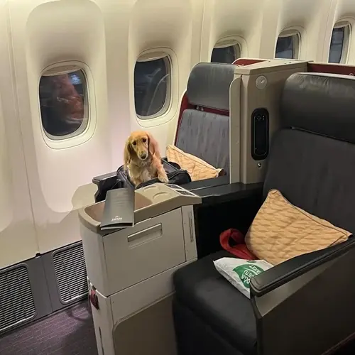 a golden retriever traveling in an airplane's business class cabin with windows