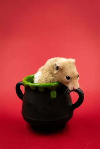 a hamster inside a black ceramic pot with green dripping rim and side handles, set against a solid red background