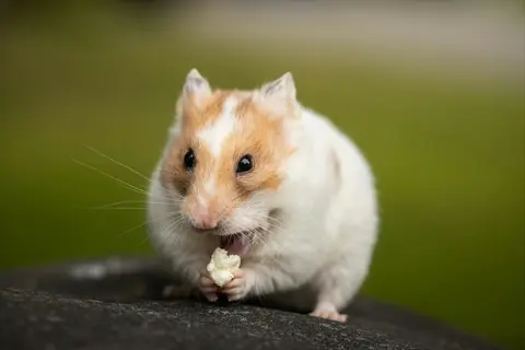 a hamster on a flat stone surface eating food, with a blurred green background