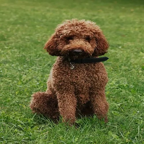 a non-shedding poodle (a breed of the non-shedding dog family) sitting attentively on lush green grass