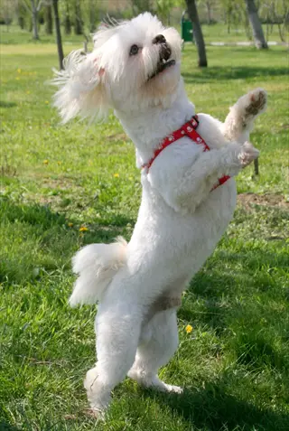 a playful bichon frise standing on its hind legs in a sunny park, wearing a red harness during outdoor play