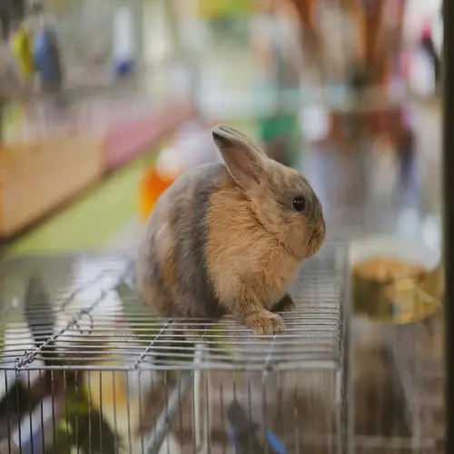 a rabbit perched on a wire cage inside a small animal enclosure