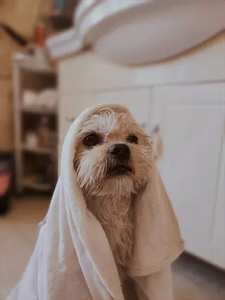 a small dog wrapped in a white towel after an oatmeal bath, resting in a cozy bathroom setting