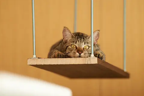a tabby cat resting on a suspended wooden window perch cat shelf, looking forward