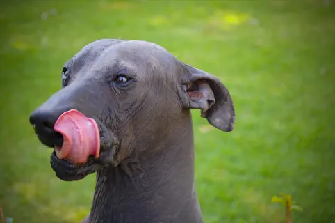 a xoloitzcuintli dog (xolo) licking its nose in a close-up shot with a blurred grassy background