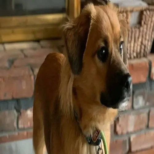 a young dog wearing a collar during beginner training, looking attentively at something off-camera