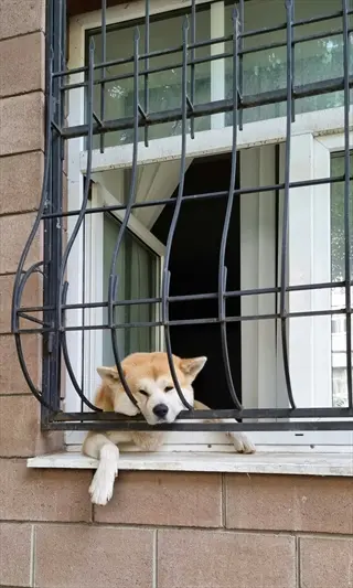 akita dog resting head on metal pet window guards at brick building window - prevents pet falls while allowing ventilation