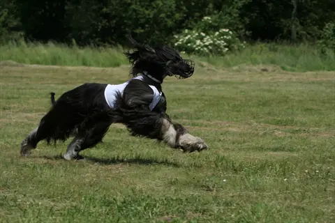 an afghan hound running in a grassy field, wearing a white jacket and wire muzzle, with trees and flowers in the background