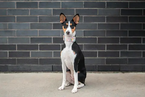 an alert basenji dog sitting upright against a dark brick wall, showcasing its tricolor coat and perked ears