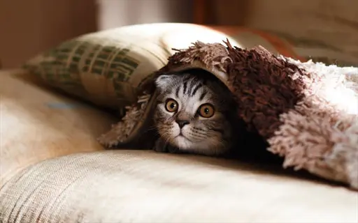 an anxious cat hiding under a fuzzy brown blanket on a couch, peeking out with wide eyes among patterned pillows in a cozy home setting