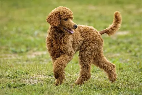 an energetic poodle (breed from the poodle dog family) running playfully on a sunlit grassy field