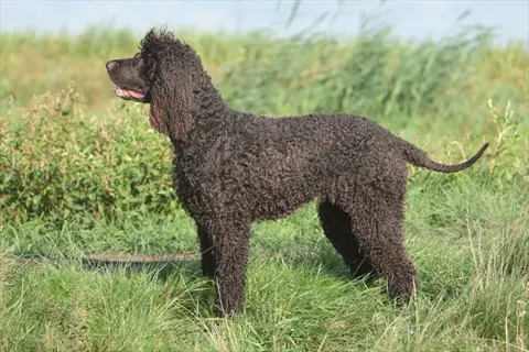 an irish water spaniel standing in a sunlit grassy field with reeds and bushes in the background