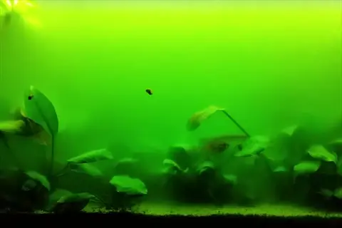 aquarium with hazy green water (green water control scenario), aquatic plants, and small aquatic creatures