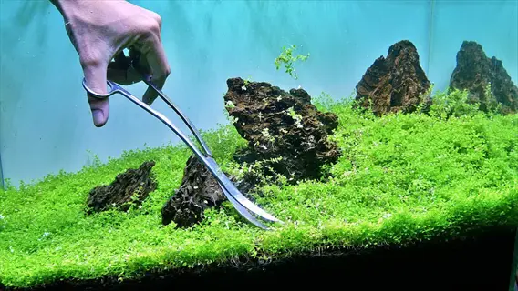 aquascaping scene: hand using curved scissors to trim a dense, vibrant green monte carlo carpet in planted aquarium with dragon stone rocks and clear water
