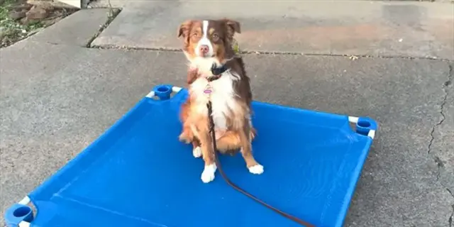 australian shepherd mix dog sitting on a blue crate cot during outdoor dog crate training (pre-travel kennel training context)