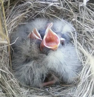 baby songbirds (likely) in a nest, covered in soft bird down feathers, with open beaks (begging for food)