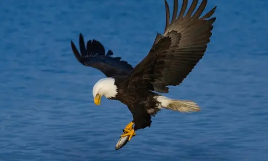 bald eagle in flight with wings fully extended, clutching a fish in its talons, against a vivid blue water background