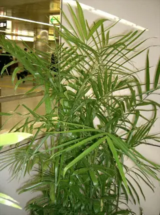 bamboo palm indoor plant in a modern building lobby, showcasing lush green fronds against glass partitions and tiled flooring