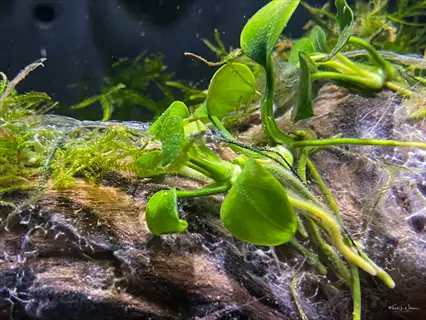 banana plant aquarium: young banana plant (nymphaea) with broad green leaves attached to driftwood, surrounded by java moss and other aquatic plants in freshwater aquarium