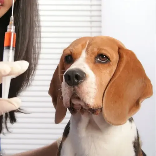 beagle dog during a puppy vaccination vet visit with syringe in gloved hand