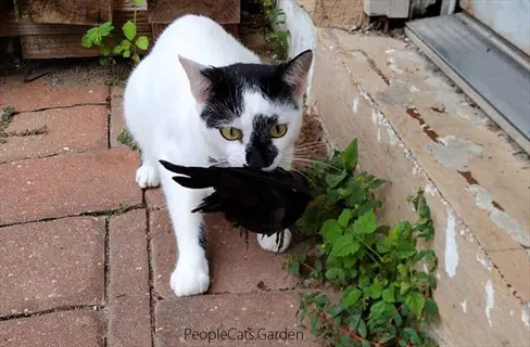 black and white cat avoiding touch while holding bird prey on brick path near building step with greenery, featuring 'peoplecats.garden' text
