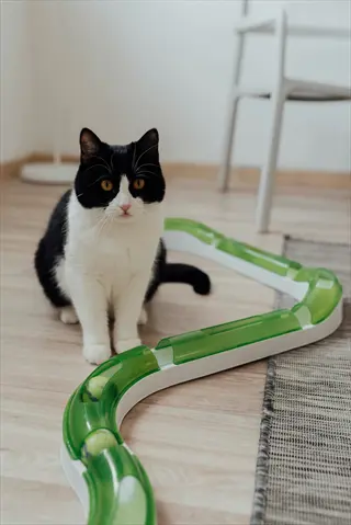 black and white cat sitting beside a green interactive cat toy track with ball on wooden floor in a bright indoor room