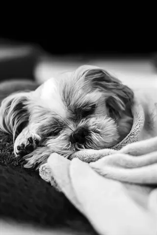 black and white close-up of a shih tzu curled up sleeping on a blanket