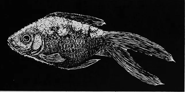 black-and-white illustration of a sick aquarium fish with textured body suggesting disease symptoms