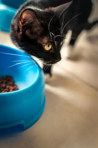 black cat leaning toward a blue food bowl with cat food, positioned near the bowl in an indoor setting
