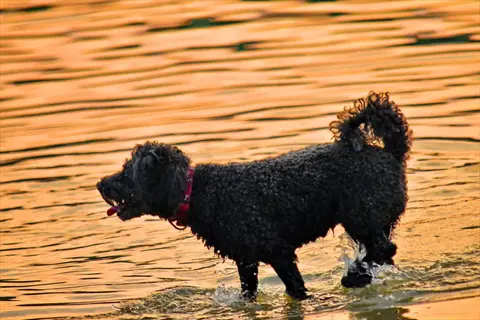 black portuguese water dog swimming in golden-hued water at dusk, wearing a red collar