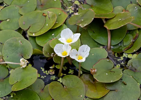 blooming frogbit floating plant with heart-shaped green leaves and delicate white-yellow flowers on a calm water surface