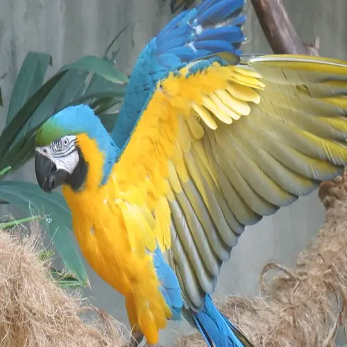 blue-and-yellow macaw pet bird with wings spread wide