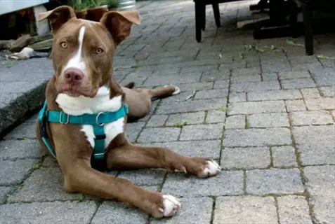 brown-and-white dog wearing a teal no-pull training harness, lying on a brick patio and looking at the camera