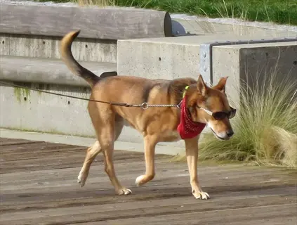 brown dog wearing sunglasses and red bandana walking on dog front clip harness in outdoor park setting