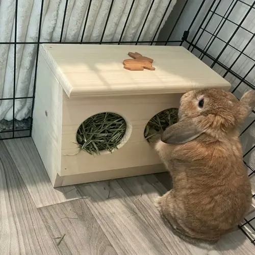 brown rabbit interacting with a wooden rabbit hay rack feeder featuring two circular hay compartments and a bunny-shaped cutout, indoors near wire fencing