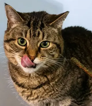 brown tabby cat licking its nose while ignoring a scratcher (wooden stick visible in background)
