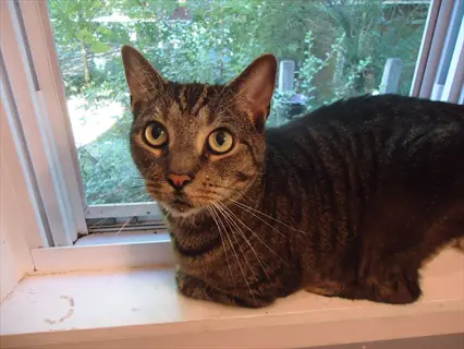 brown tabby cat perched on a cat window perch, looking at camera with lush green outdoor view visible through the window