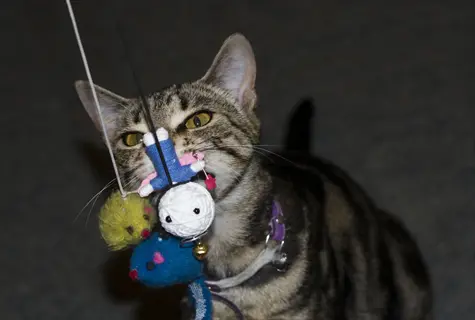 brown tabby cat playing with a cat wand toy featuring dangling plush mouse and doll toys on strings