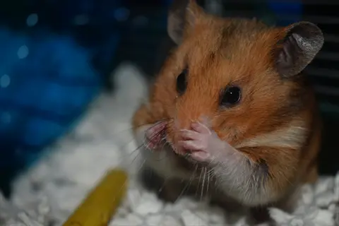 brushing syrian hamster: syrian hamster using paws to groom face in cage with white bedding and blue/yellow accessories - brushing techniques context