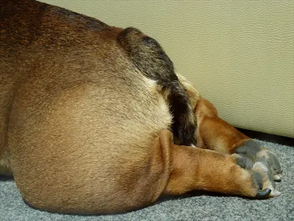 bulldog resting on its back with hind legs extended upward in a 'splooting' position, showcasing hindquarters and paws against a carpeted indoor background