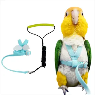 caique parrot wearing light blue bird flight harness with green grip leash set. includes matching harness components against white background