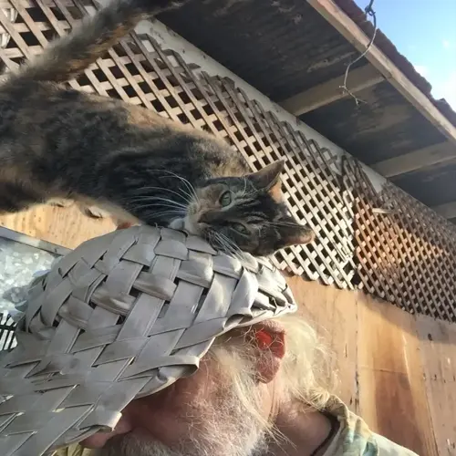 calico cat displaying relaxed body language perched on woven hat, person's bearded face partially visible below
