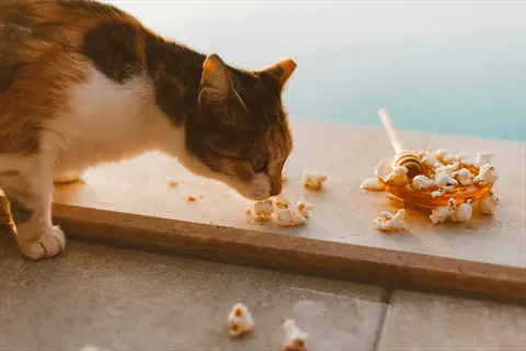 calico cat eating popcorn treats on a poolside ledge with honey dipper and scattered kernels