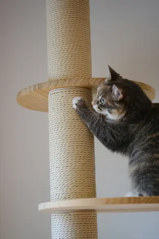calico cat scratching a sisal-wrapped post on a cat tree with circular shelves