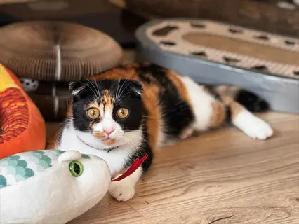 calico cat surrounded by toys (snake plush, scratching pads) on wooden floor , cat playing alone